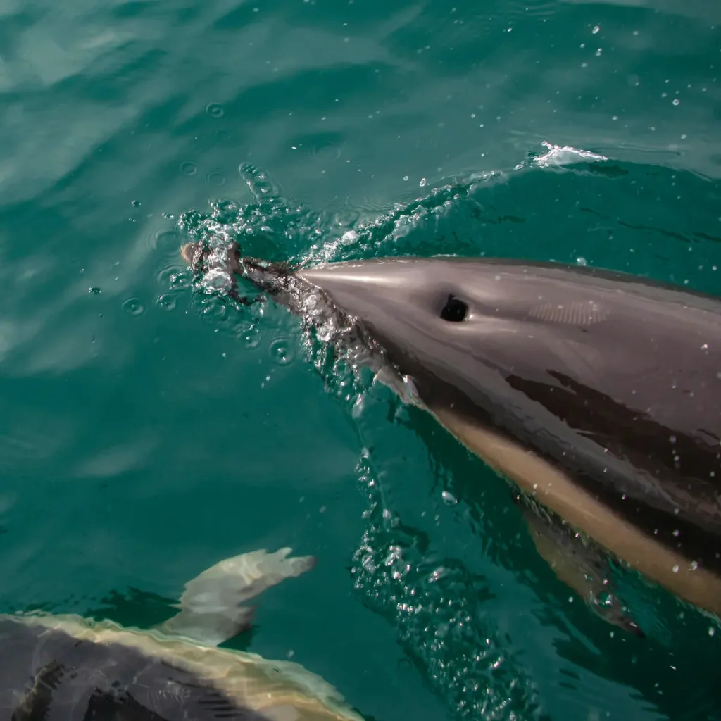 avistamiento de delfines en viaje de aventura a tarifa