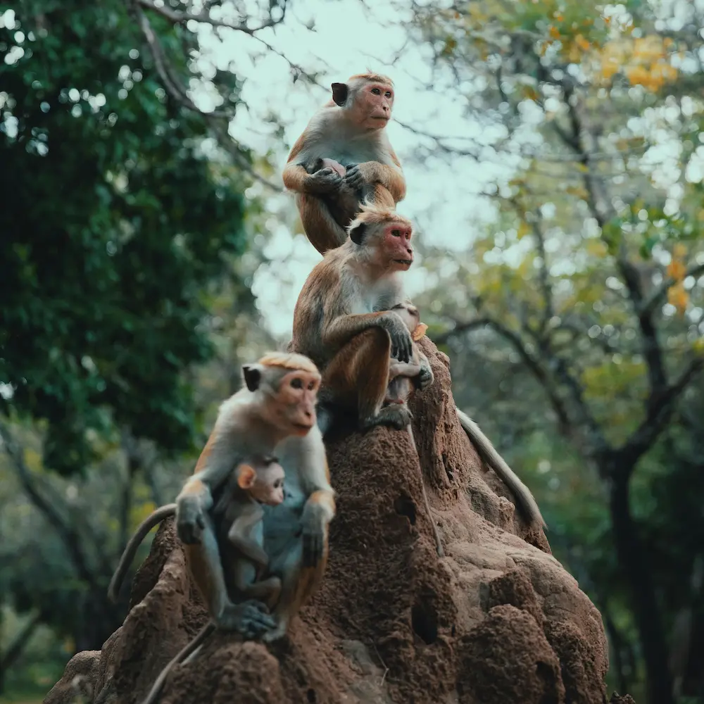 Monos viaje a sri lanka