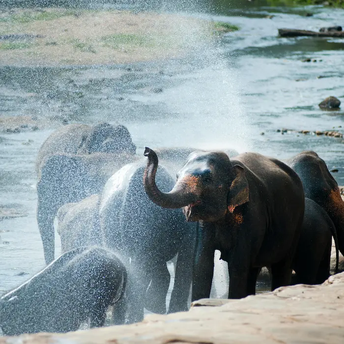 Safari en Minnery viaje organizado a Sri Lanka